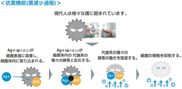 ＜抗菌機能(菌減少過程)＞