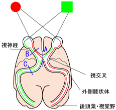 視覚野