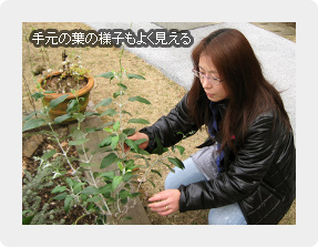 手元の葉の様子も良く見える