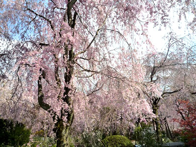 原谷苑のしだれ桜。