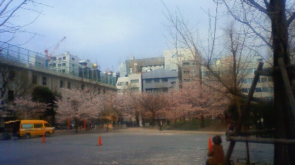 sakura1.jpg