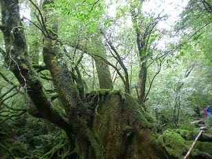 yakushima10.JPG