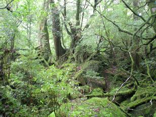 yakushima11.JPG