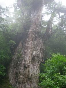 yakushima5.JPG