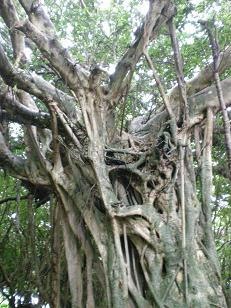 yakushima9.JPG