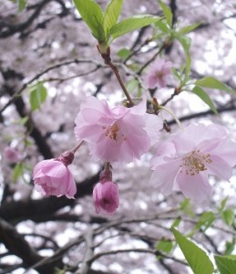 sakura